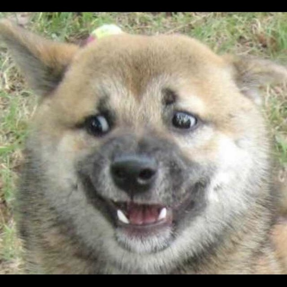 Meet your Posher, Riley - Picture 1 of 1